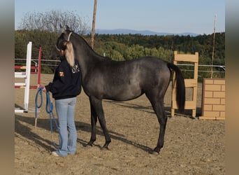 Shagya Arabier, Merrie, 2 Jaar, 155 cm, Schimmel