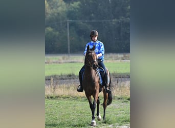 Shagya Arabier, Merrie, 3 Jaar, 150 cm, Bruin