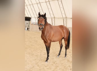 Shagya Arabier, Merrie, 3 Jaar, 155 cm, Bruin