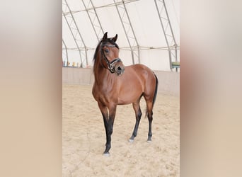 Shagya Arabier, Merrie, 3 Jaar, 155 cm, Bruin