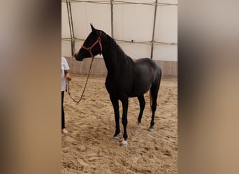 Shagya Arabier, Merrie, 3 Jaar, 155 cm, Schimmel