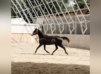 Shagya Arabier, Merrie, 3 Jaar, 155 cm, Schimmel