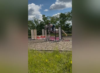Shagya Arabier, Merrie, 5 Jaar, 152 cm, Schimmel