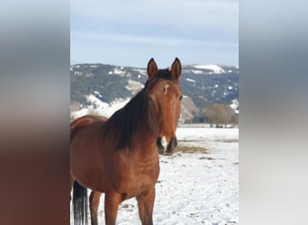 Shagya Arabier, Merrie, 5 Jaar, 154 cm, Roodbruin