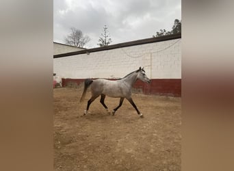 Shagya Arabier, Merrie, 5 Jaar, Schimmel