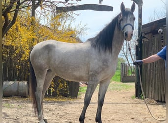 Shagya Arabier, Merrie, 7 Jaar, 156 cm, Schimmel