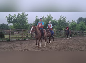 Shagya Arabier, Merrie, 7 Jaar, 162 cm, Roodbruin