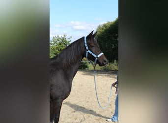 Shagya Arabier, Merrie, 8 Jaar, 154 cm, Donkerbruin