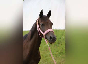 Shagya Arabier, Merrie, 8 Jaar, 154 cm, Donkerbruin