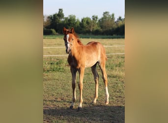 Shagya Arabier, Merrie, veulen (05/2023), Schimmel