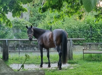 Shagya Arabier, Ruin, 10 Jaar, 158 cm, Donkerbruin