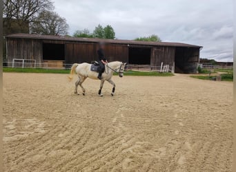 Shagya Arabier, Ruin, 10 Jaar, 163 cm, Schimmel