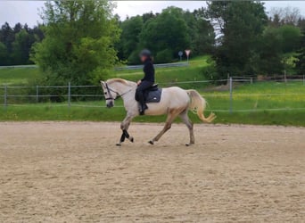 Shagya Arabier, Ruin, 10 Jaar, 163 cm, Schimmel