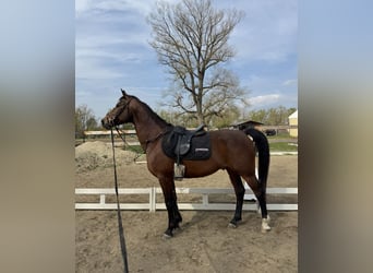 Shagya Arabier, Ruin, 10 Jaar, Bruin