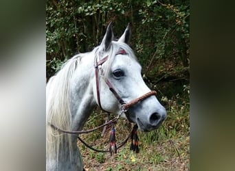 Shagya Arabier, Ruin, 13 Jaar, 152 cm, Schimmel
