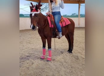 Shagya Arabier, Ruin, 15 Jaar, 150 cm, Bruin