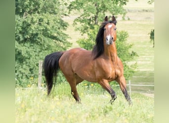 Shagya Arabier, Ruin, 15 Jaar, 150 cm, Bruin