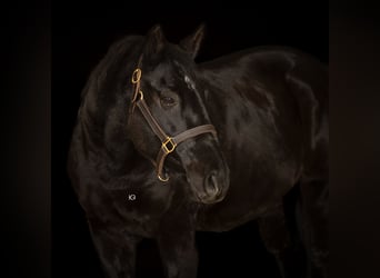 Shagya Arabier, Ruin, 15 Jaar, 158 cm, Zwartbruin