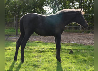 Shagya Arabier, Ruin, 2 Jaar, 152 cm, Schimmel
