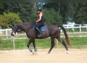 Shagya Arabier Mix, Ruin, 4 Jaar, 167 cm, Zwartschimmel