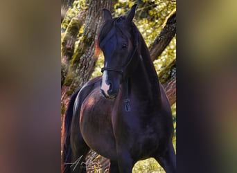 Shagya Arabier, Ruin, 4 Jaar, Zwart