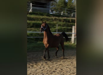 Shagya Arabier, Ruin, 5 Jaar, 153 cm, Bruin