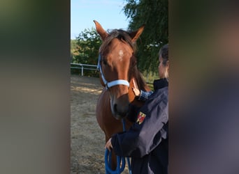 Shagya Arabier, Ruin, 5 Jaar, 153 cm, Bruin