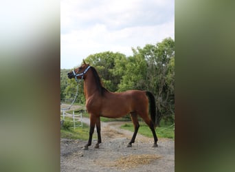 Shagya Arabier, Ruin, 5 Jaar, 154 cm, Bruin