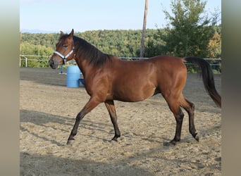 Shagya Arabier, Ruin, 6 Jaar, 153 cm, Bruin