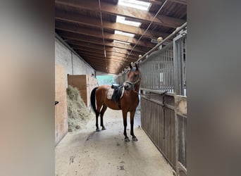 Shagya Arabier, Ruin, 6 Jaar, 153 cm, Bruin