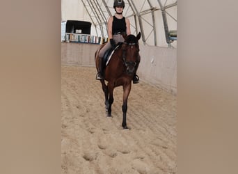 Shagya Arabier, Ruin, 6 Jaar, 153 cm, Bruin
