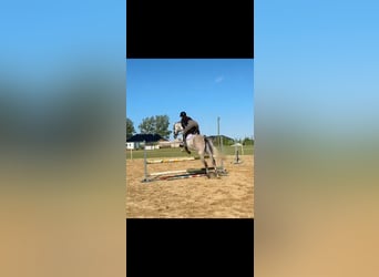 Shagya Arabier, Ruin, 6 Jaar, 160 cm, Schimmel