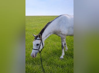 Shagya Arabier Mix, Ruin, 6 Jaar, 162 cm, Rood schimmel