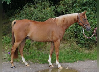Shagya Arabier, Ruin, 8 Jaar, 157 cm, Vos
