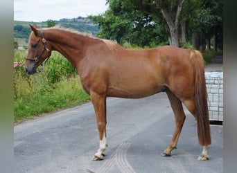 Shagya Arabier, Ruin, 8 Jaar, 157 cm, Vos