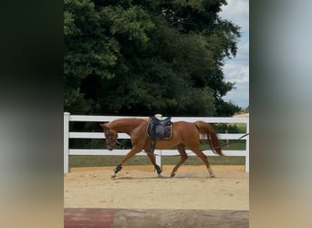 Shagya Arabier, Ruin, 8 Jaar, 157 cm, Vos