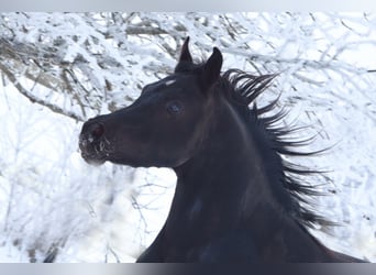 Arabian horses, Stallion, 13 years, 15,2 hh, Black