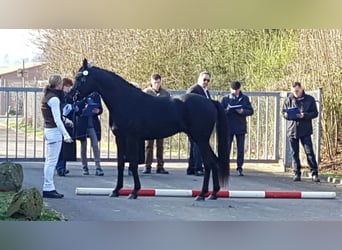 Pur-sang arabe, Étalon, 11 Ans, 160 cm, Noir