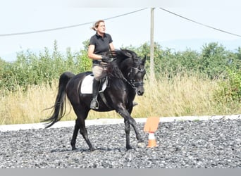 Pur-sang arabe, Étalon, 11 Ans, 160 cm, Noir