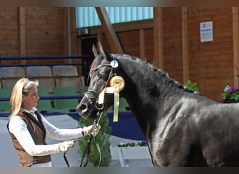 Volbloed Arabier, Hengst, 11 Jaar, 160 cm, Zwart