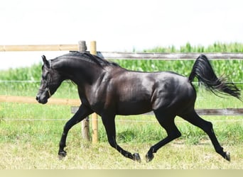 Volbloed Arabier, Hengst, 11 Jaar, 160 cm, Zwart