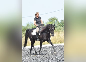 Volbloed Arabier, Hengst, 11 Jaar, 160 cm, Zwart