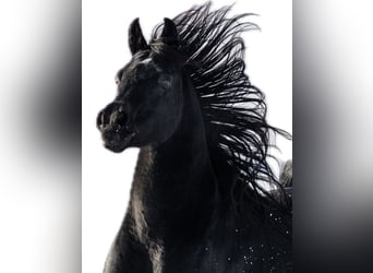 Vollblutaraber, Hengst, 13 Jahre, 160 cm, Rappe