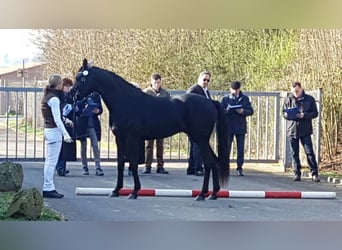 Vollblutaraber, Hengst, 12 Jahre, 160 cm, Rappe