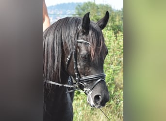 Vollblutaraber, Hengst, 12 Jahre, 160 cm, Rappe