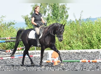 Vollblutaraber, Hengst, 12 Jahre, 160 cm, Rappe