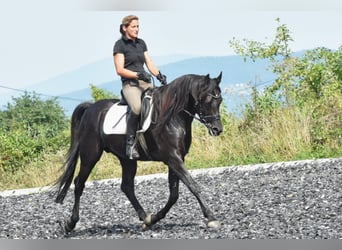 Vollblutaraber, Hengst, 12 Jahre, 160 cm, Rappe