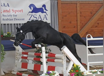 Vollblutaraber, Hengst, 12 Jahre, 160 cm, Rappe