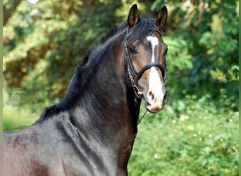 Trakehner, Stallone, 25 Anni, 166 cm, Baio scuro
