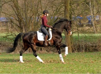 Trakehner, Stallone, 25 Anni, 166 cm, Baio scuro